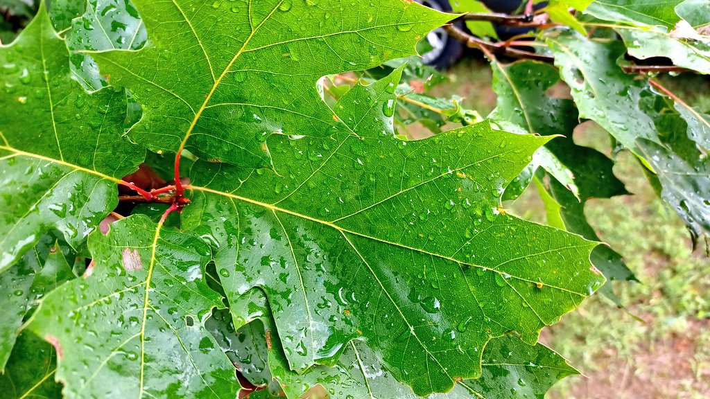 farmerdarrell's tweet photo. @organicgay @keeper_of_books these leaves are from the trees closest to me, I'll try and run down to the far end today #thesetrees🌳🌳 https://t.co/8qHfeFRw35