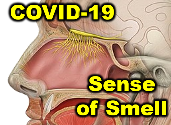 The #COVID19 #Pandemic continues. This article helps explain the association with #senseofsmell and #nurses role. doi.org/10.1097/jnn.00… .  #neuronurses #nose things 🙂