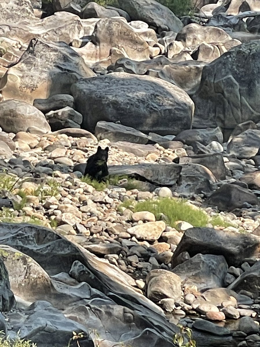 Spotted my first wild black bear yesterday at a mountain stream while hiking in the sierras. ❤️😻🥰 We nodded to one another and ambled off amicably. So magical. #blackbear #wildlife #hiking