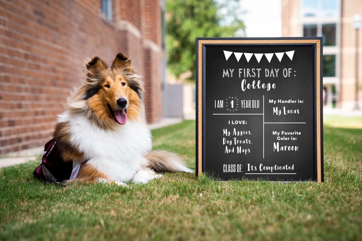 reveille's tweet image. HOWDY! It's my first day of college EVER! 😄 🐾