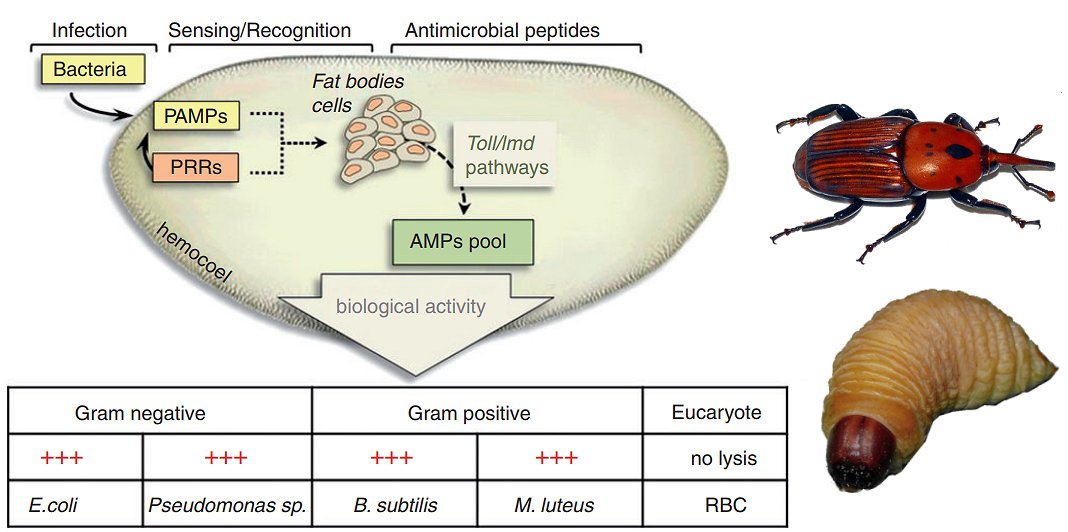 BrivioLab's tweet image. #Rhynchophorus #ferrugineus  #antimicrobial
researchgate.net/publication/26… 
Red Palm weevil infection, antimicrobial response