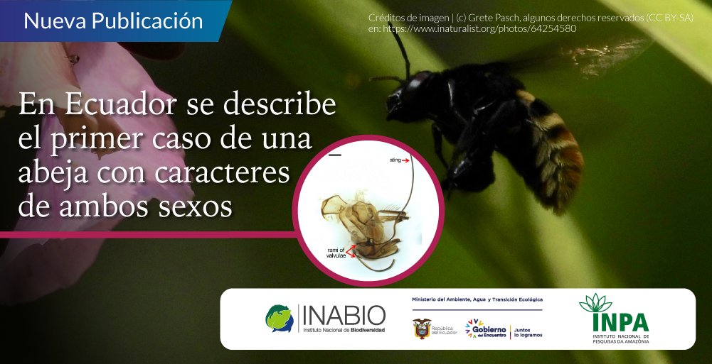 ▶️#NuevaPublicación | Científicos de #INABIO Ecuador e #INPA Brasil describen el primer caso de una abeja de orquídeas, mitad macho mitad hembra encontrada en la provincia de Los Ríos en Ecuador. 

📌 Artículo publicado en <a href="/Sociobiology12/">Sociobiology Journal</a>  inabio.biodiversidad.gob.ec/2021/08/27/en-…
@Ascom_Inpa