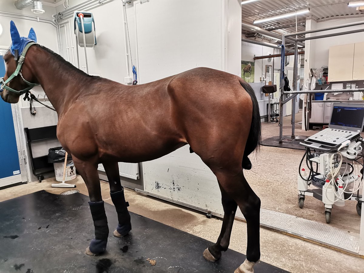 2v sitten saatiin lupa ajaa hiittiä, tänään saatiin varmistus uudesta vammasta. Hankositeenhaaran yläosassa n. 50% vamma, tehtiin PRP hoito tukemaan vamman paranemista. Perkele..
#muchomachoman #ravit