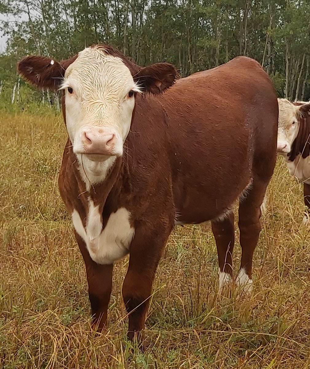 Sask Vets tweet media