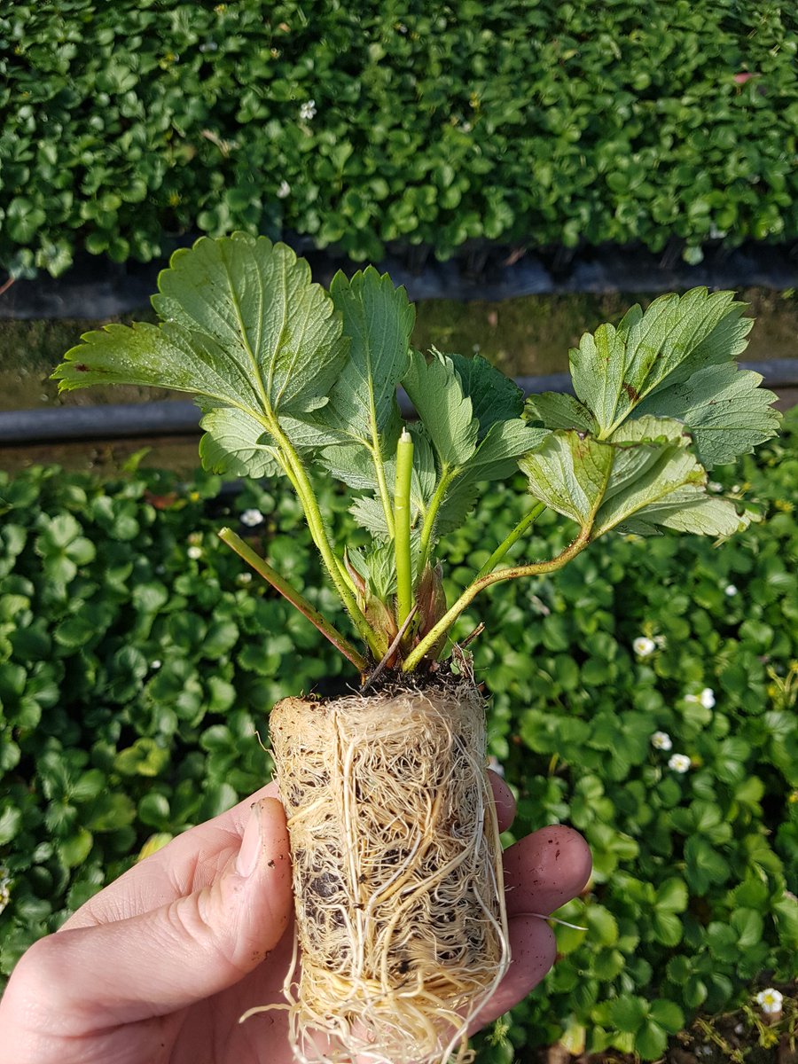We are present for a good conversation about optimizing fertilization strawberry plants. #horticote #granusol #fieldcote
zlto.nl/aardbeiendemod…
