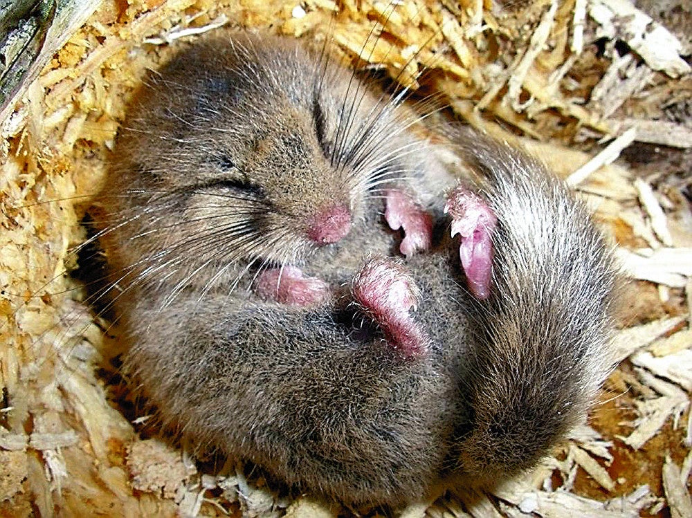 秋田のマタギに伝わる 爆発するヤマネ の伝承ってほんと Togetter