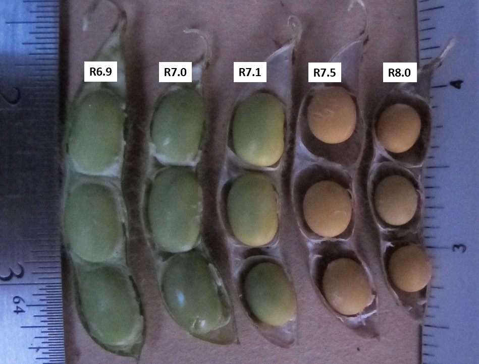 Understanding Ending Reproductive Stages in #Soybean | <a href="/UNLExtension/">Nebraska Extension</a>'s <a href="/jenreesources/">Jenny (Rees) Brhel</a> and @ColfaxCountyExt break down the soybean reproductive stages for easier identification: buff.ly/2WCrS4x 🌱 #NebExt