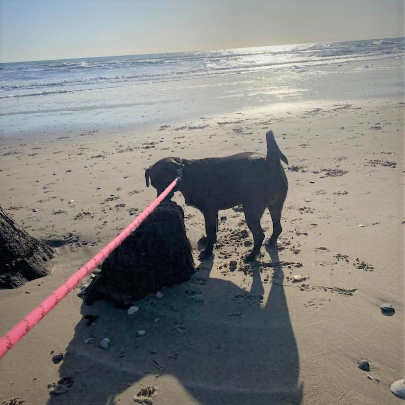 Where is your dog's favorite place for a stroll? Parker here, adopted in 2020, loves a day at the beach! #NationalWalkYourDogWeek #AdoptADogMonth #WorldAnimalDay