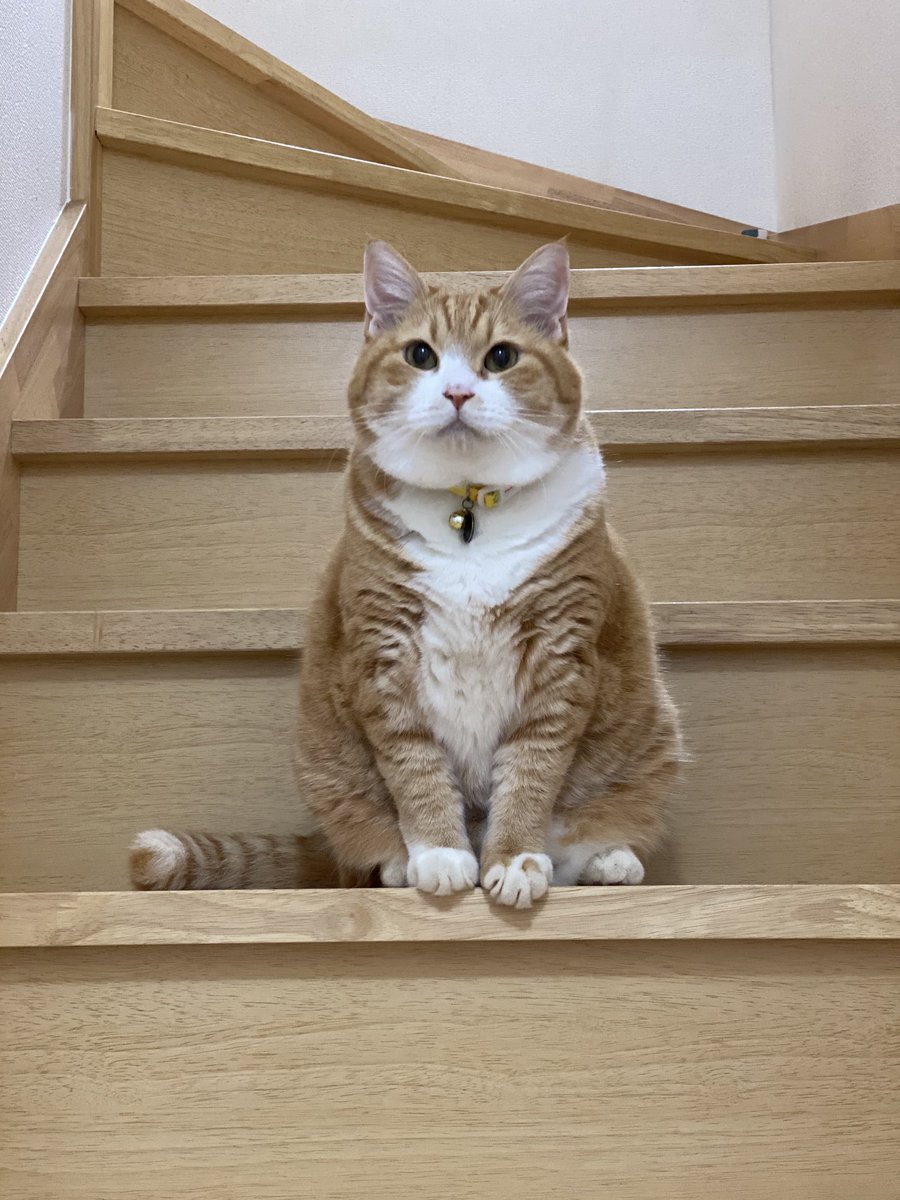 深き海とそびえる山を統べる偉大なる大さじ一杯のneko Yakiu Doon Twitter