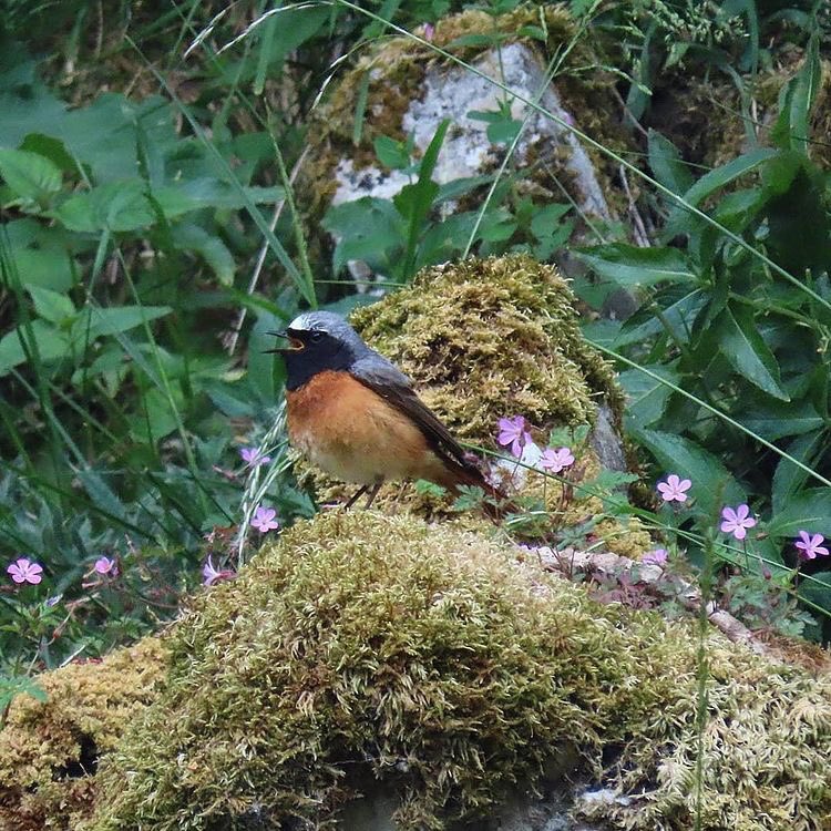 A group of redstarts on the trail! Redstarts are immediately identifiable by their bright orange-red tails, which they often quiver. Redstarts 'bob' in a very robin-like manner, but spend little time at ground level. <a href="/Natures_Voice/">RSPB</a> <a href="/RSPBEngland/">RSPB England</a>