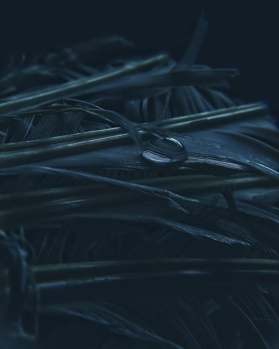 tahseenmdt's tweet photo. 2 of my favorite macro shots.
Which is your favorite one? 1 or 2๐
Shot on @OPPOIndia ร @skyvik Pro
#macrophotography #oppofanview
#skyvik #lightroom https://t.co/zfTYGB0DxW