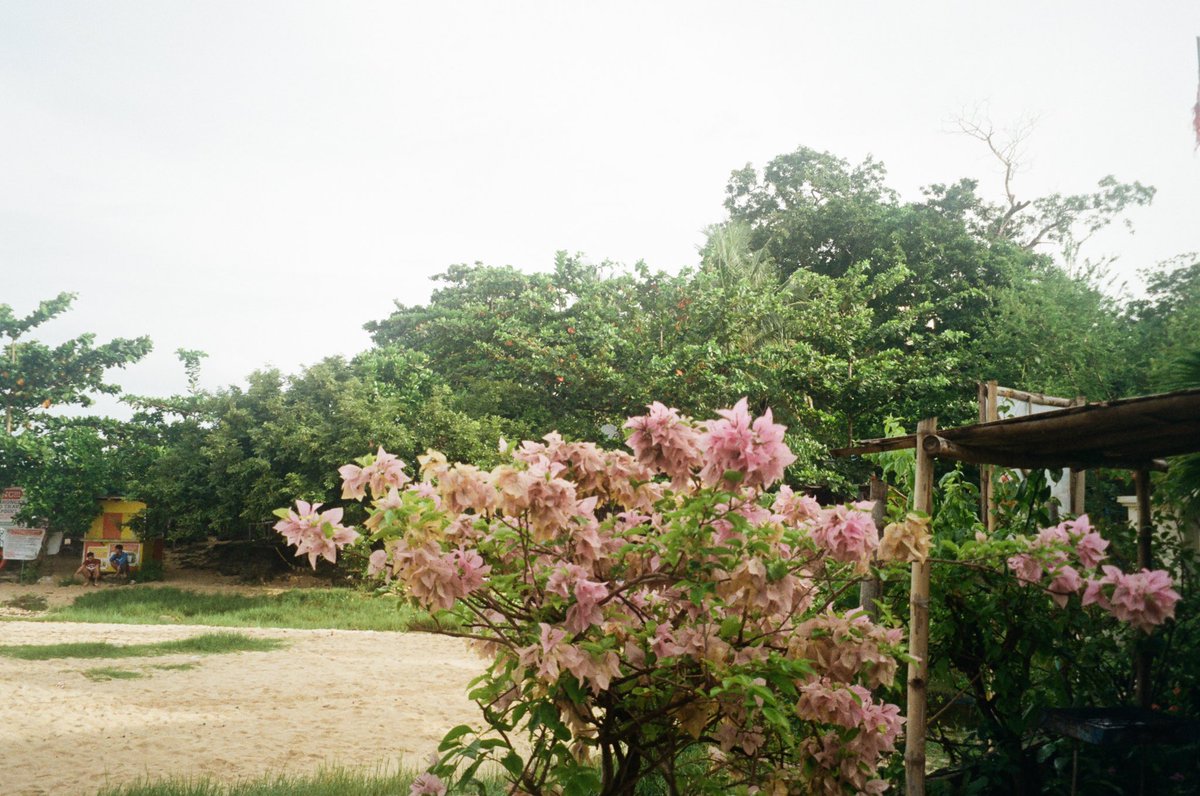 steffi nicole tweet media