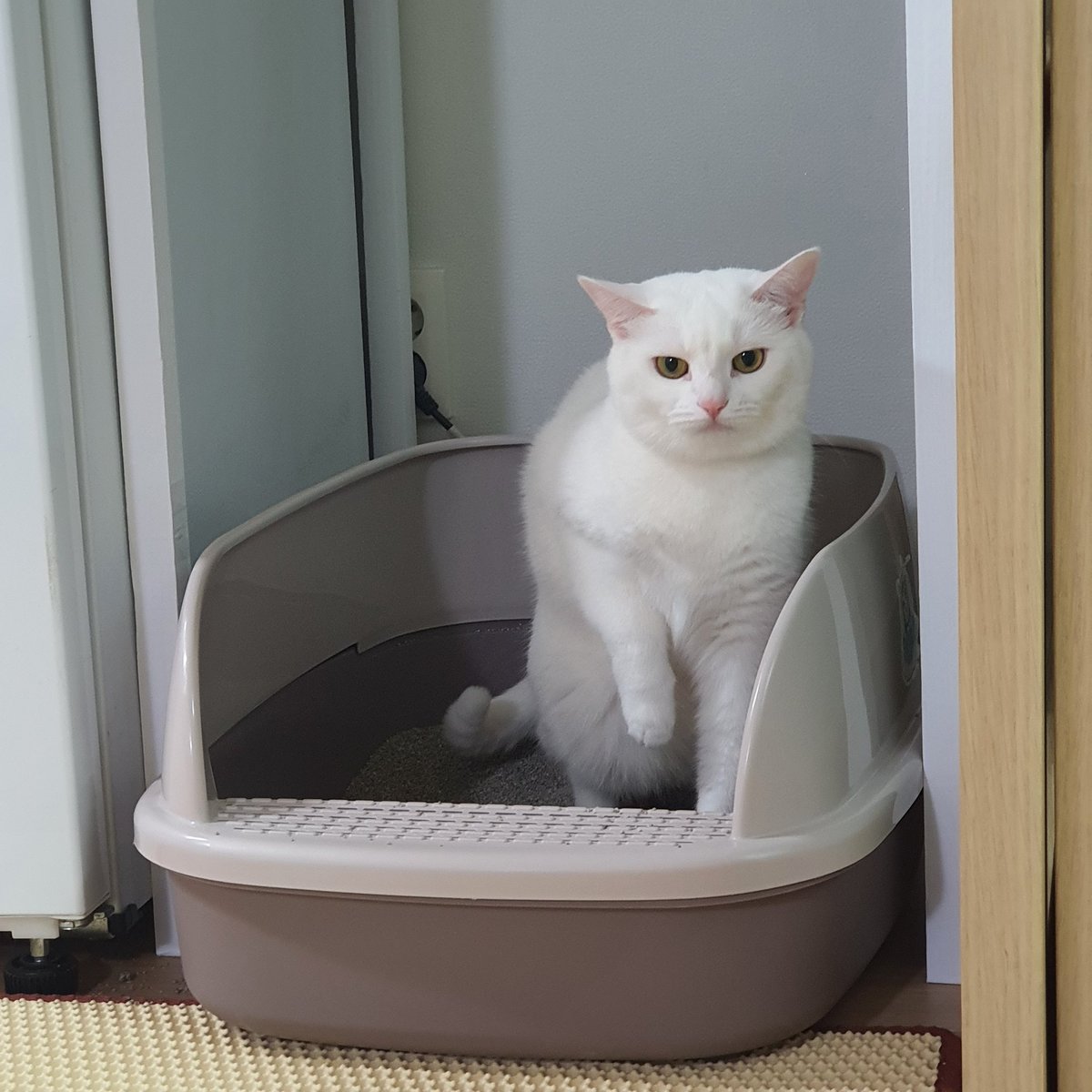 응가쌀때 한발 들고 싸야됨