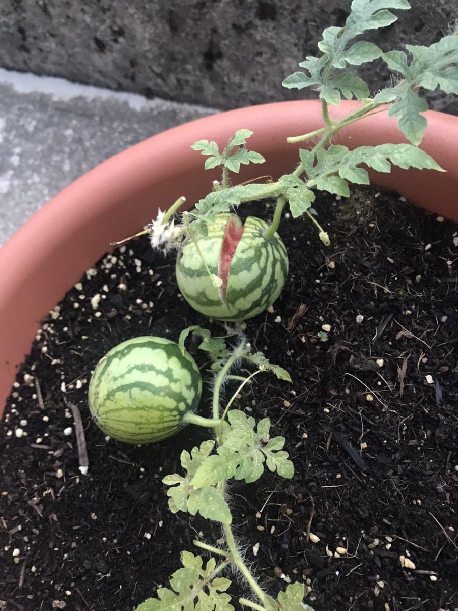 食べ終わったスイカの種を発芽させたらめっちゃ可愛いスイカが育って感動 これはロマン Togetter