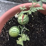 直径5cmのスイカを食べてみたら？しっかり甘みが感じられた!