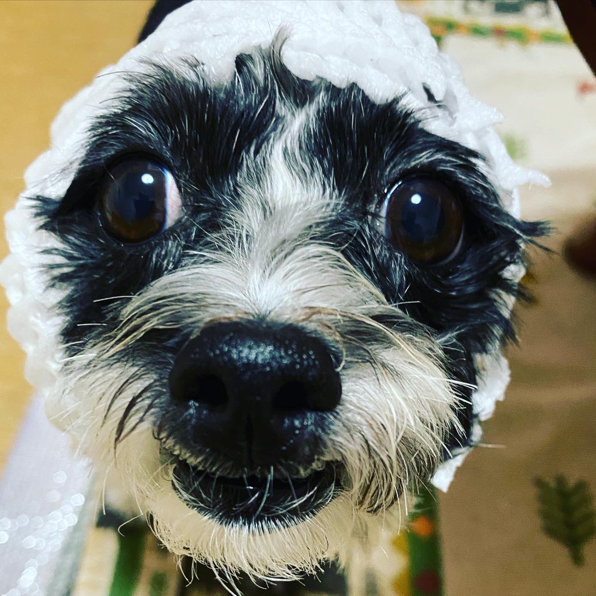 犬バカ 犬バカ