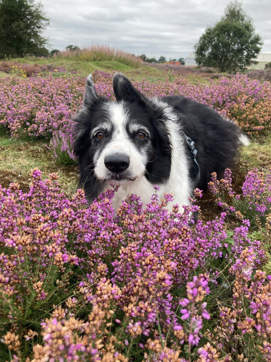 Happy bank holiday Monday pals #preesheath #shropshire