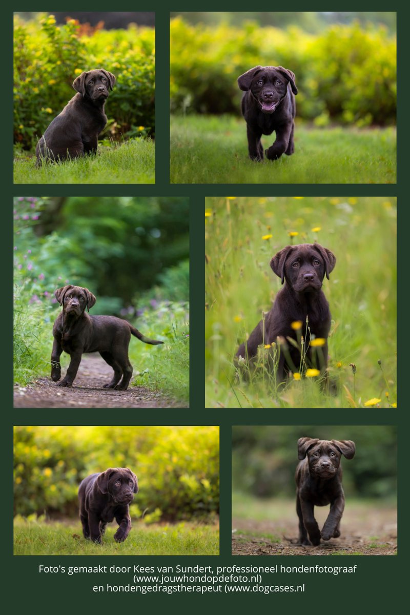 dogcases's tweet image. Voortaan relaxt naar de tandarts met mooie poster boven behandelstoel uit fototshoot van Inspired by Bandhu Hondenfotografie #fotoshoot #jouwhondopdefoto #hondenfotograaf