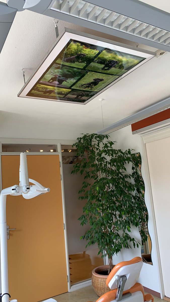 dogcases's tweet image. Voortaan relaxt naar de tandarts met mooie poster boven behandelstoel uit fototshoot van Inspired by Bandhu Hondenfotografie #fotoshoot #jouwhondopdefoto #hondenfotograaf