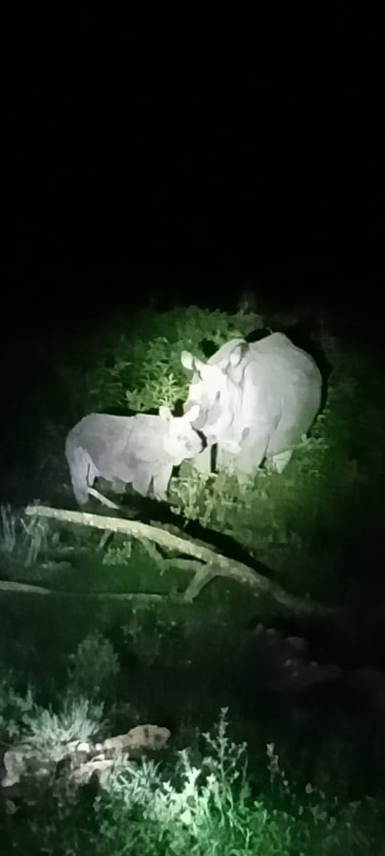 rathinbarman's tweet photo. Happy news from #Manas. Mainao's second daughter got a baby. Mainao was the first rhino to come Manas in 2006. She was rescued in @kaziranga_  in 2002 and then hand raised at CWRC, a joint facility of @assamforest @wti_org_india &amp; @ifawglobal

@alka_b87 @mkyadava @himantabiswa https://t.co/yylUn7KeUe