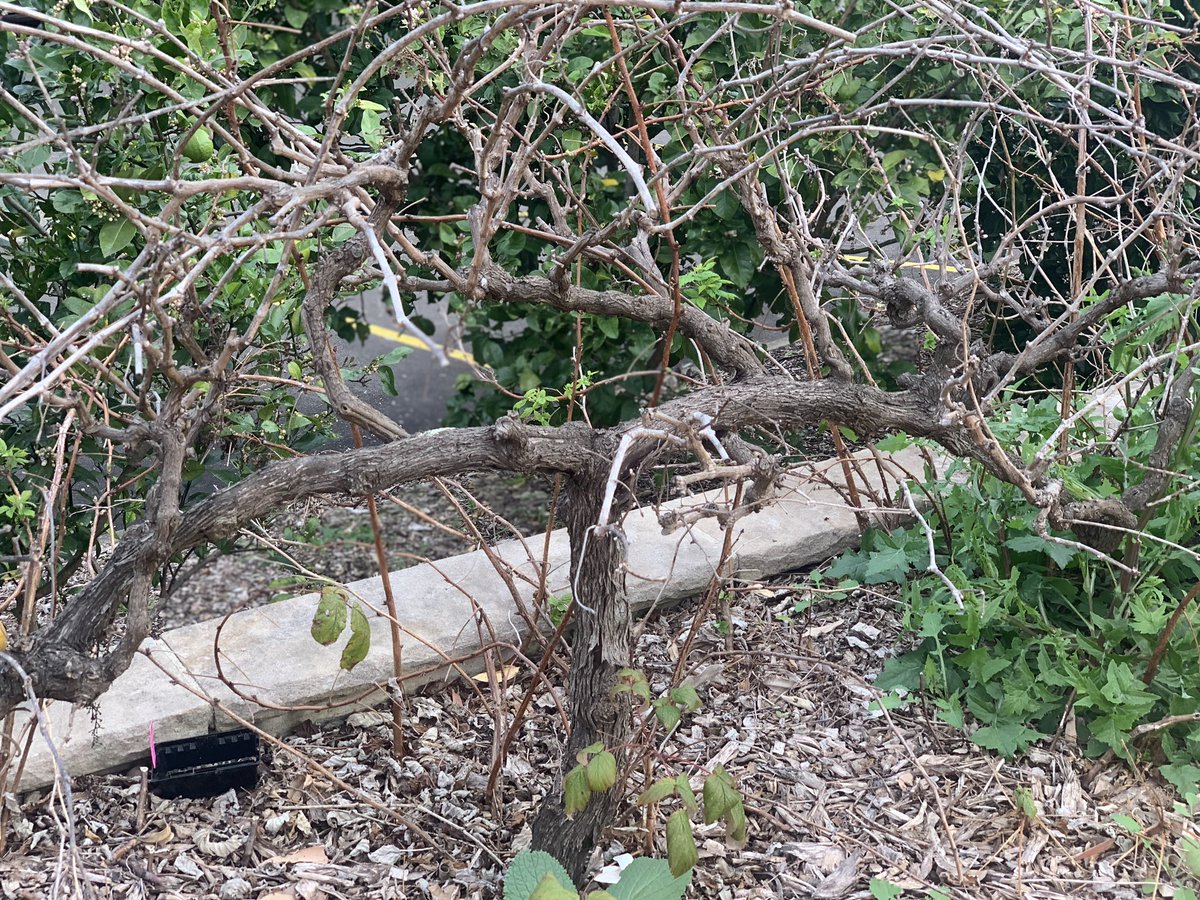 Did you know we have Vitis Vinifera Grape Vines @sydneywineacademy? Currently hibernating &amp; due for a prune, we will be following these vines through the growing season to see the stages of growth &amp; maybe even get some grapes to make our first vintage of Sydney Wine Academy Vino