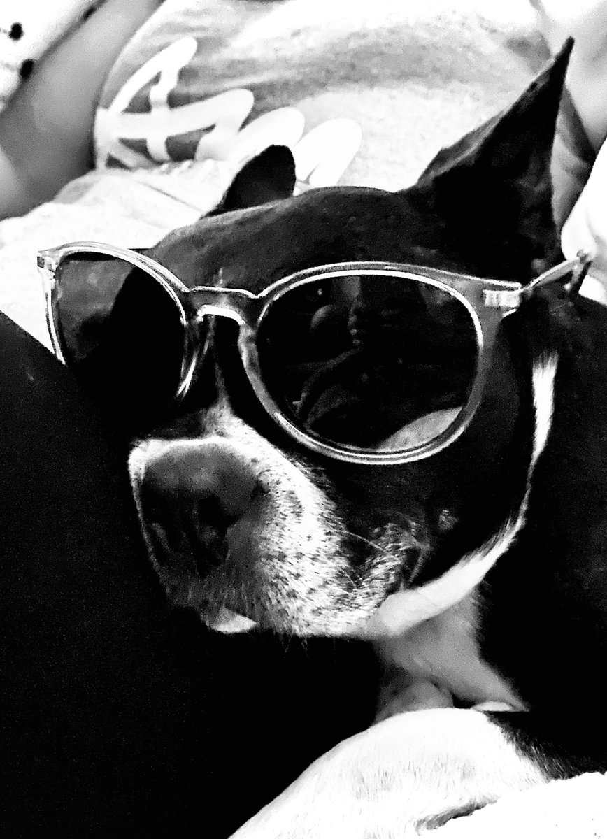 heatherboiss's tweet photo. @bterrierdogs https://t.co/plvQ1uVnsA