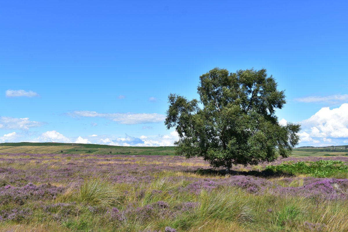 Little Green Space 🦋 tweet media