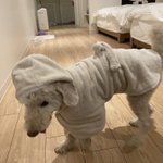 ミウラーVのツイート画像