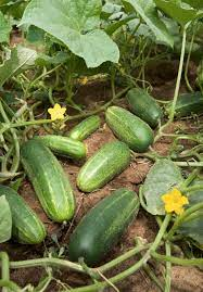_Woman_health's tweet photo. #CucumberExtract, A Natural Prevention and Treatment of #Osteoarthritis https://t.co/2Pv2oWhaYB https://t.co/Gz9r3HPgXB