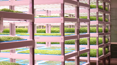 Indoor vertical farms are good for the environment. We grow our pesticide-free leafy greens, herbs and microgreens hydroponically -- just water and nutrients.  We use 90% less water than outdoor farming, conserving water and protecting the environment!