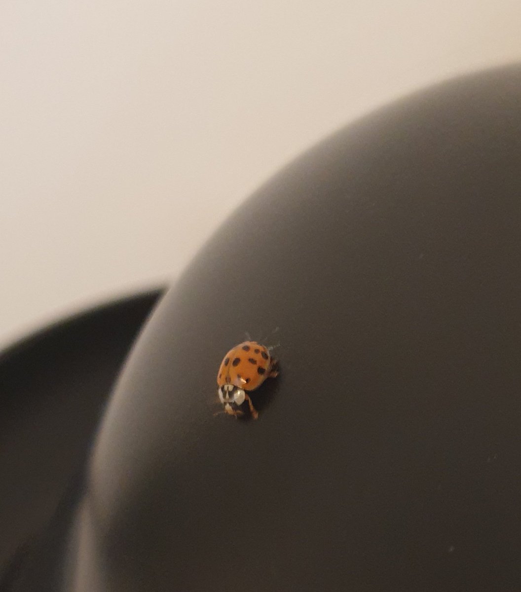 dinaBeaux's tweet photo. Quand le plus mignon des insectes s'installe chez toi... 😍🐞💚
#home #ladybug #toocute #insect #inlove #summer #august #bordeaux https://t.co/yrFCDKiVcH