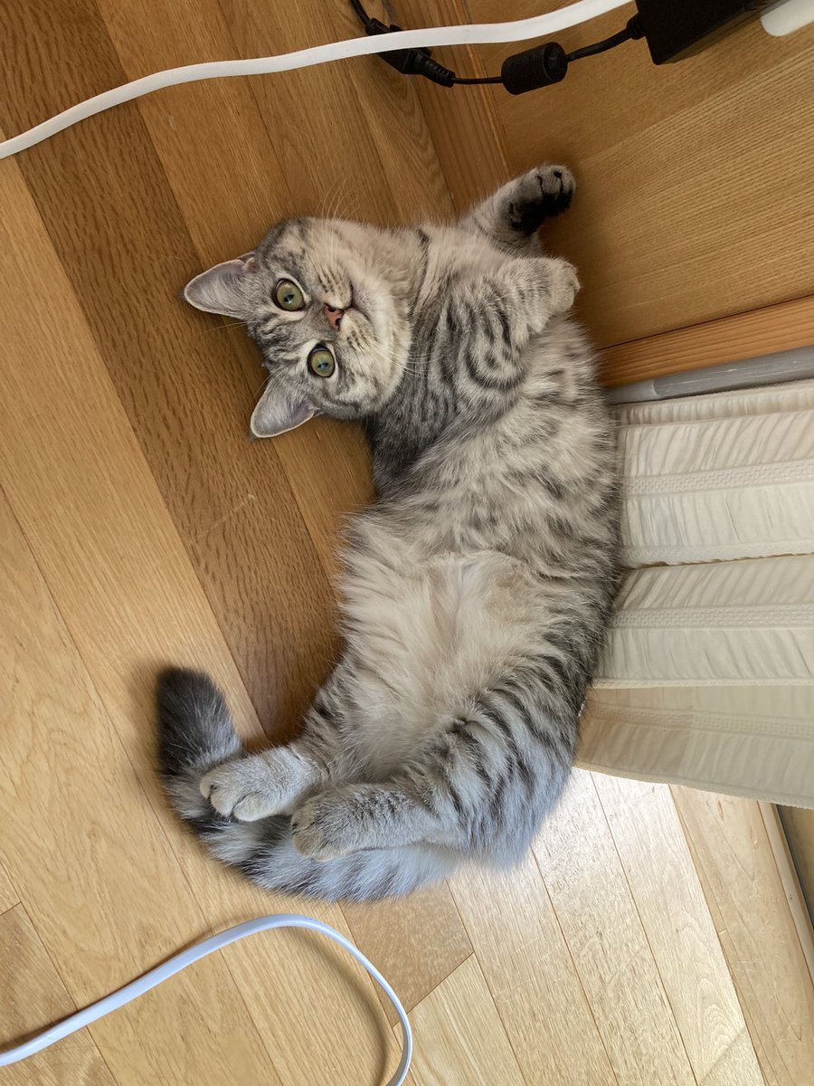 録画してたアメトーク「猫メロメロ芸人」を観ている時、そんなもん観るより自分と遊べとアピールしてくるミトさん