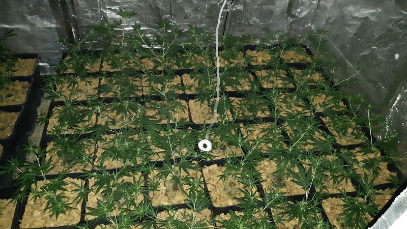 In een woning en schuurtje aan de Wildbaan in #EttenLeur is een hennepkwekerij aangetroffen.