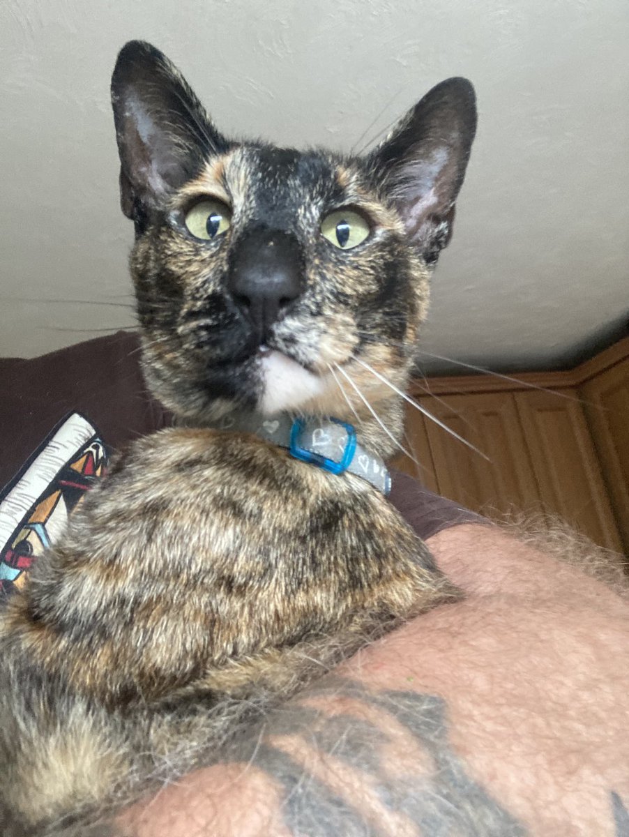 davidsupercat's tweet photo. Armful of Dilly cat. https://t.co/ZPWDtWVzOS