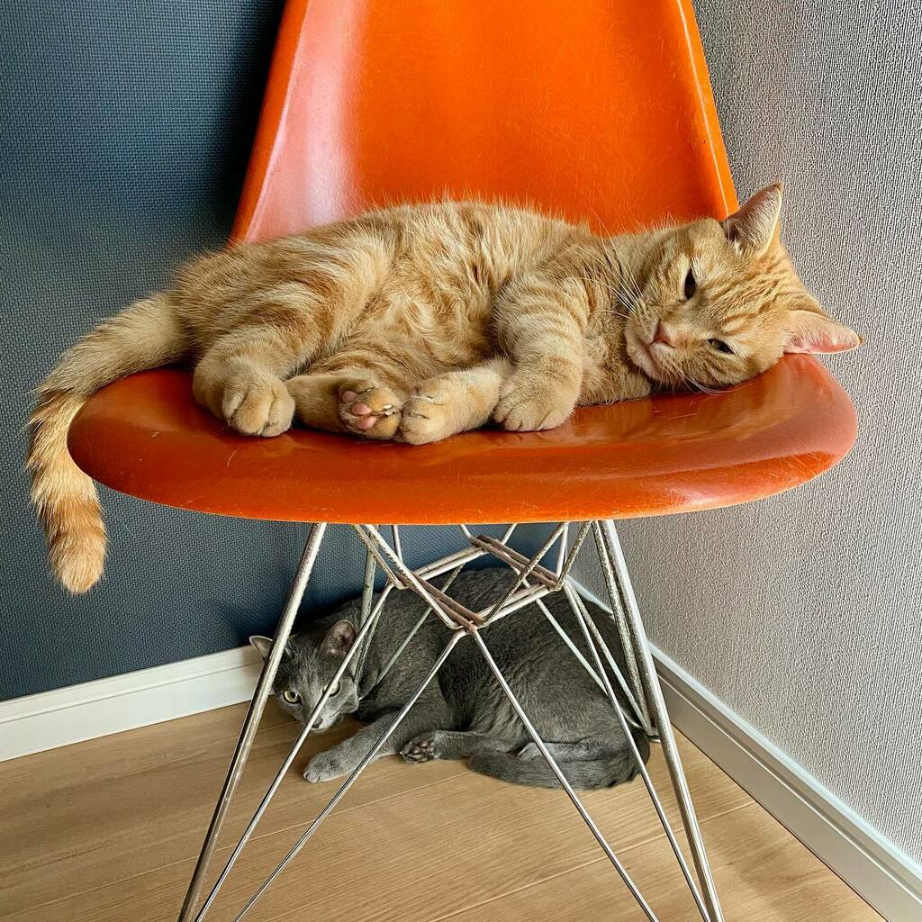ogawa's tweet photo. #NF #russianblue #ロシアンブルー #redtubby #americanshorthair #cat #レッドタビー #アメリカンショートヘア #猫 #いいね待ち猫 https://t.co/laQ8XFDAtI https://t.co/YytCD1CJh7