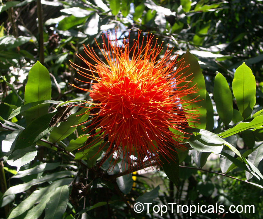 toptropicals's tweet photo. #Brownea macrophylla is medium size tree 20-25ft (smaller in containers), with dense umbrella-like canopy. Young leaves a pale green to pinkish, and hangs down like a large handkerchief. The flowers are unforgettable.

https://t.co/OGIFJ95sJ2
floweringtrees
#MondayMotivation https://t.co/Cdfpu2C3Np