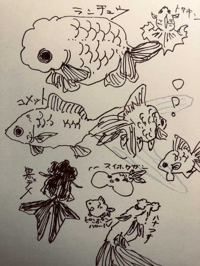 真くんかいてたら横で金魚かけ金魚かけ言われたので 
