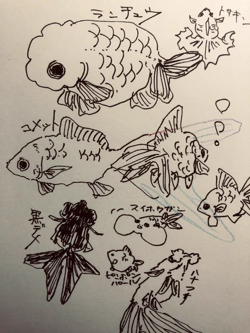 真くんかいてたら横で金魚かけ金魚かけ言われたので 