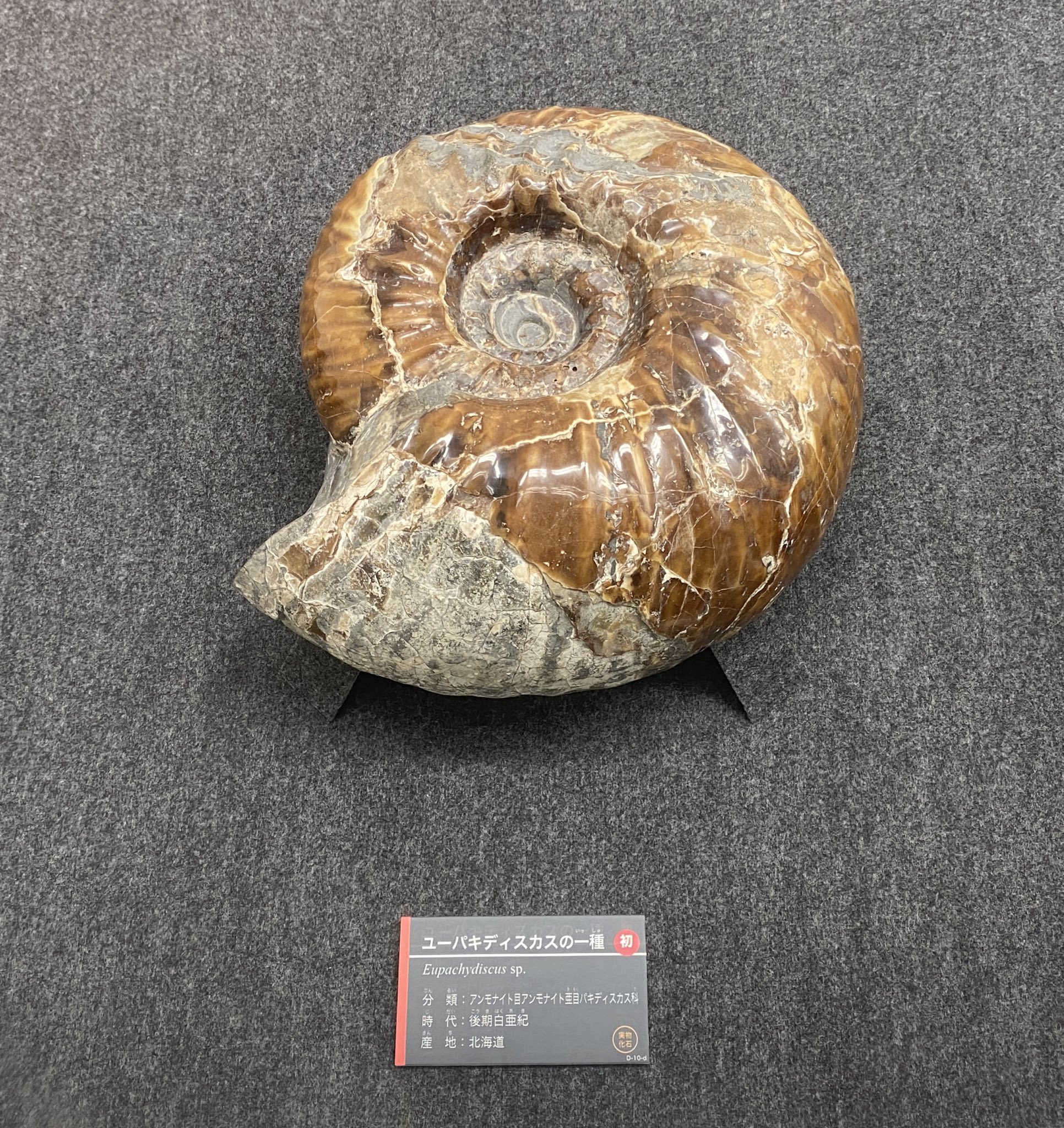 日本の化石 ユーパキディスカス 北海道むかわ町産出 白亜紀後期