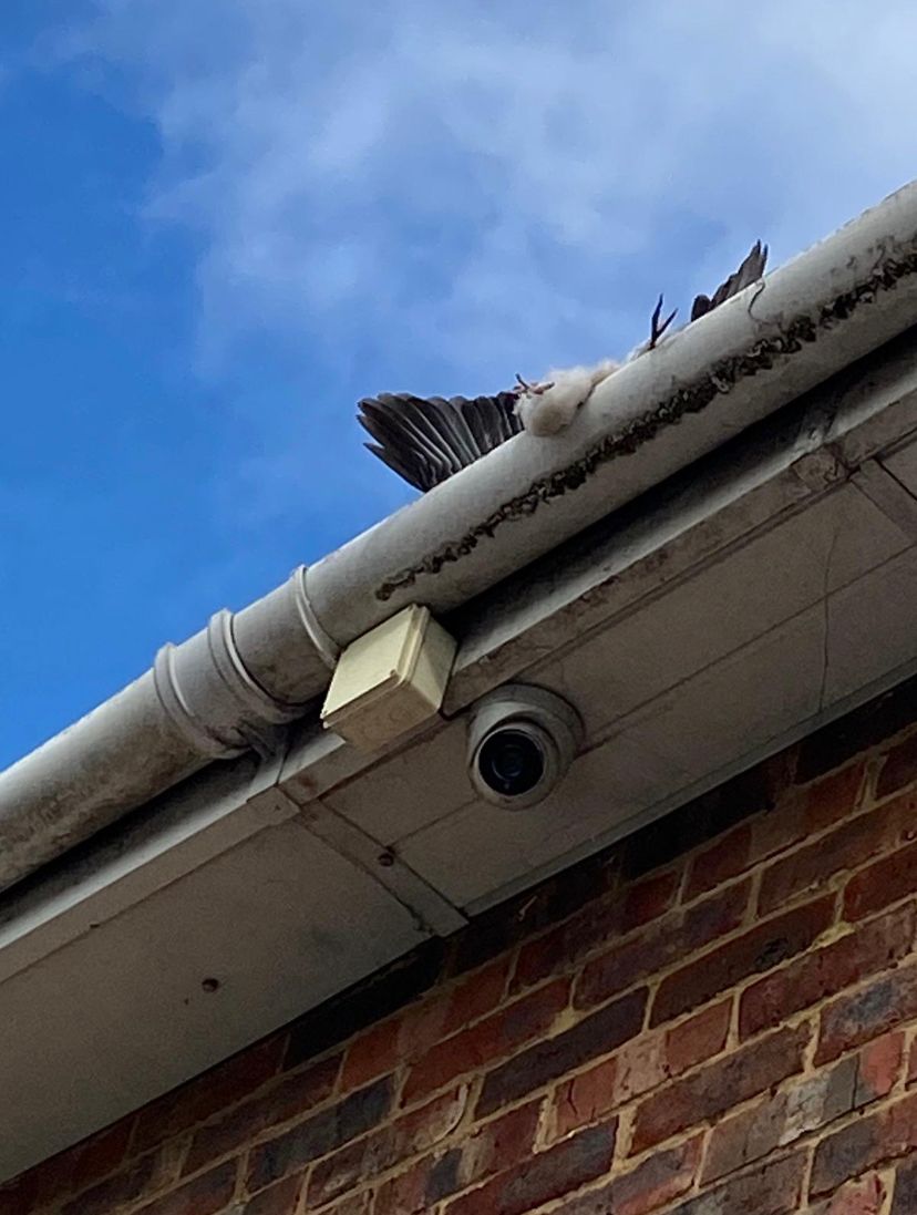 GutterProSophie's tweet image. Can we have a minutes silence in memory of this poor chap.

A pigeon who found his final resting place in one of our customers gutters.

Dead birds, one of the many things we find lurking in guttering.

Now removed!

#guttercleaning #gutterpro
