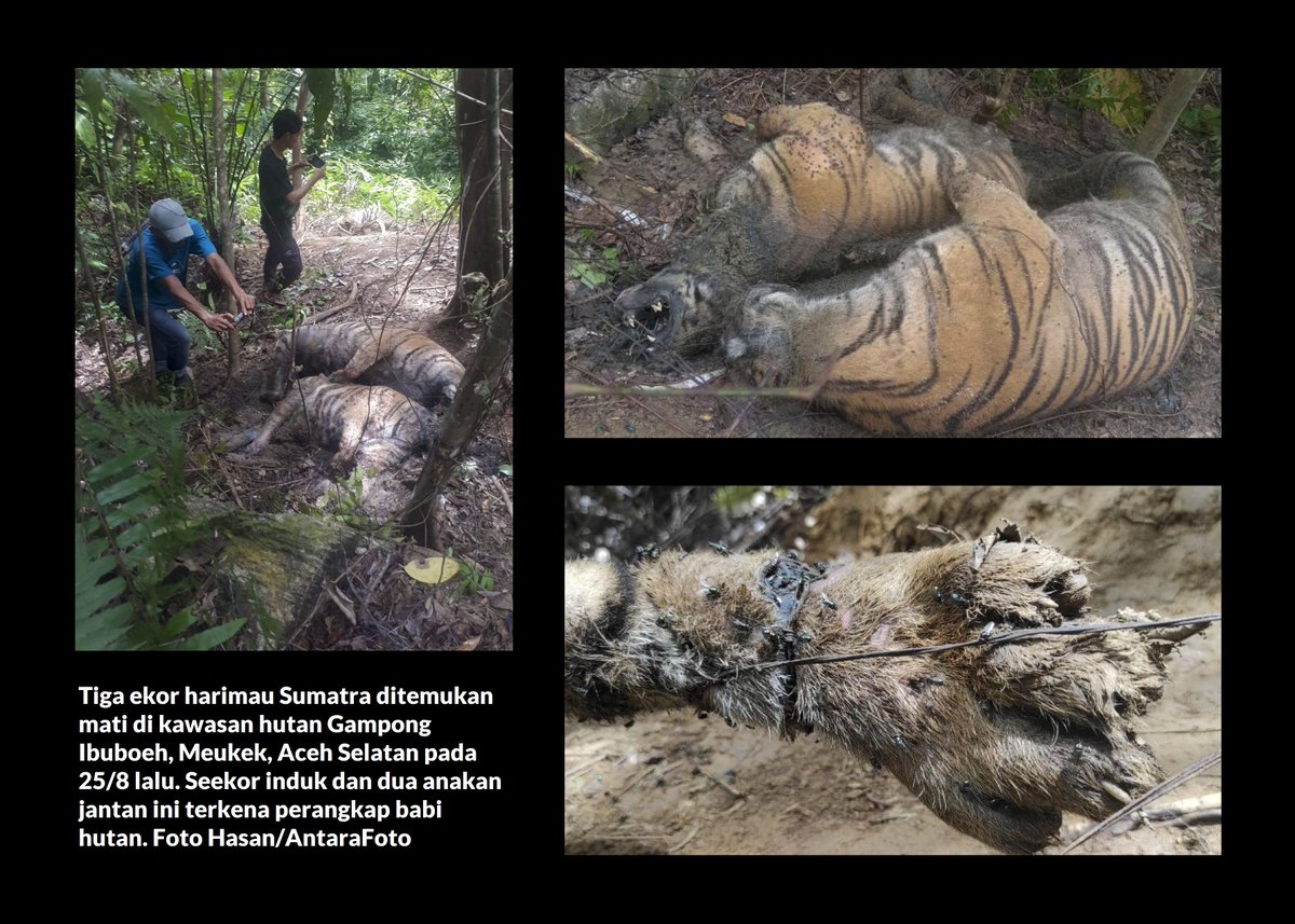 potretlawas's tweet photo. Seabad lebih perebutan ruang hidup. Meski memuncaki rantai makanan di alam bebas, di hadapan manusia, harimau Sumatra kerap kalah.

Kiri: Tiga harimau mati terjerat jebakan babi di Ibuboeh, Aceh Selatan minggu lalu.

Kanan: Warga menjerat harimau di Supayang, Solok ujung abad 19. https://t.co/sdIMDC2o2s