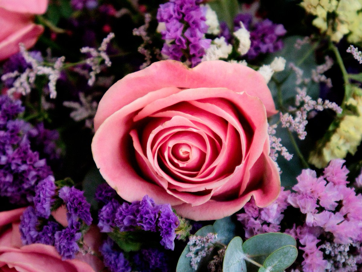 TorbenGetterma2's tweet photo. Have a great new week out there! #pinkrose https://t.co/LAEpzxFzL0