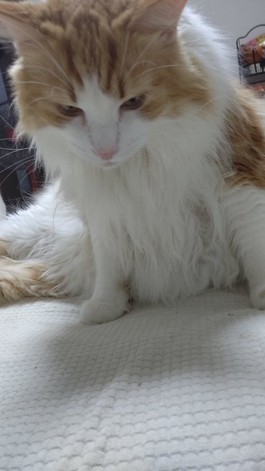 #ネコチャン来て欲しい
#ネコチャンカワイイ 