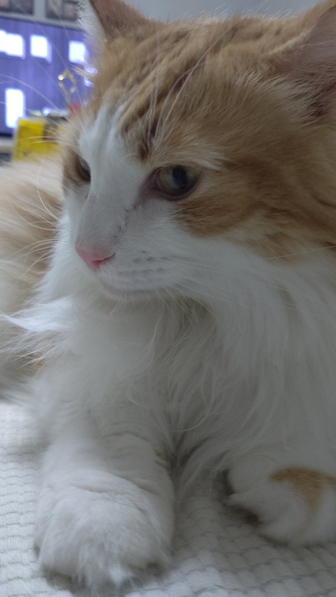 #ネコチャン来て欲しい
#ネコチャンカワイイ 