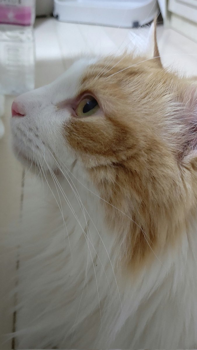 #ネコチャン来て欲しい
#ネコチャンカワイイ 