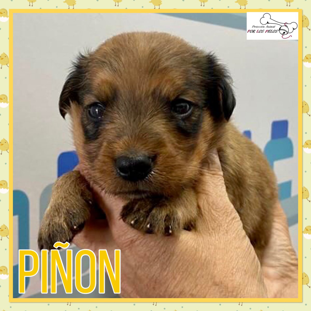 9 #cachorros mestizos de 1mes en busca de #adopcion ‼️‼️‼️Serán entregadxs al cumplir 2mesecitos y alcanzarán un tamaño mediano. Si te has enamorado de algunx de ellxs, escríbenos a: proteccion.animal.lasagra@gmail.com Gracias 😊☺️ facebook.com/SalvemosPerrer…