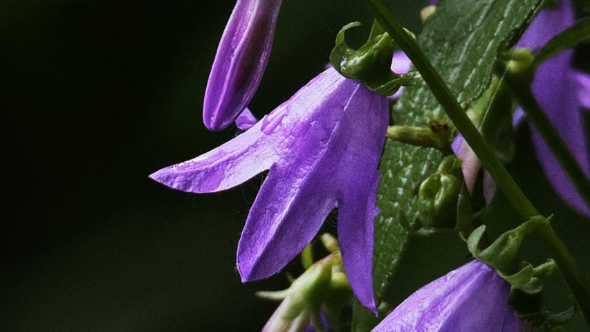 posterwindows's tweet photo. bellflowers in the morning sun
#flowers #plants #garden #naturephotography #macro #photography #conservation #botany #ecotherapy #naturetherapy #photo #posters #nature :) https://t.co/D9oiHjSbYk