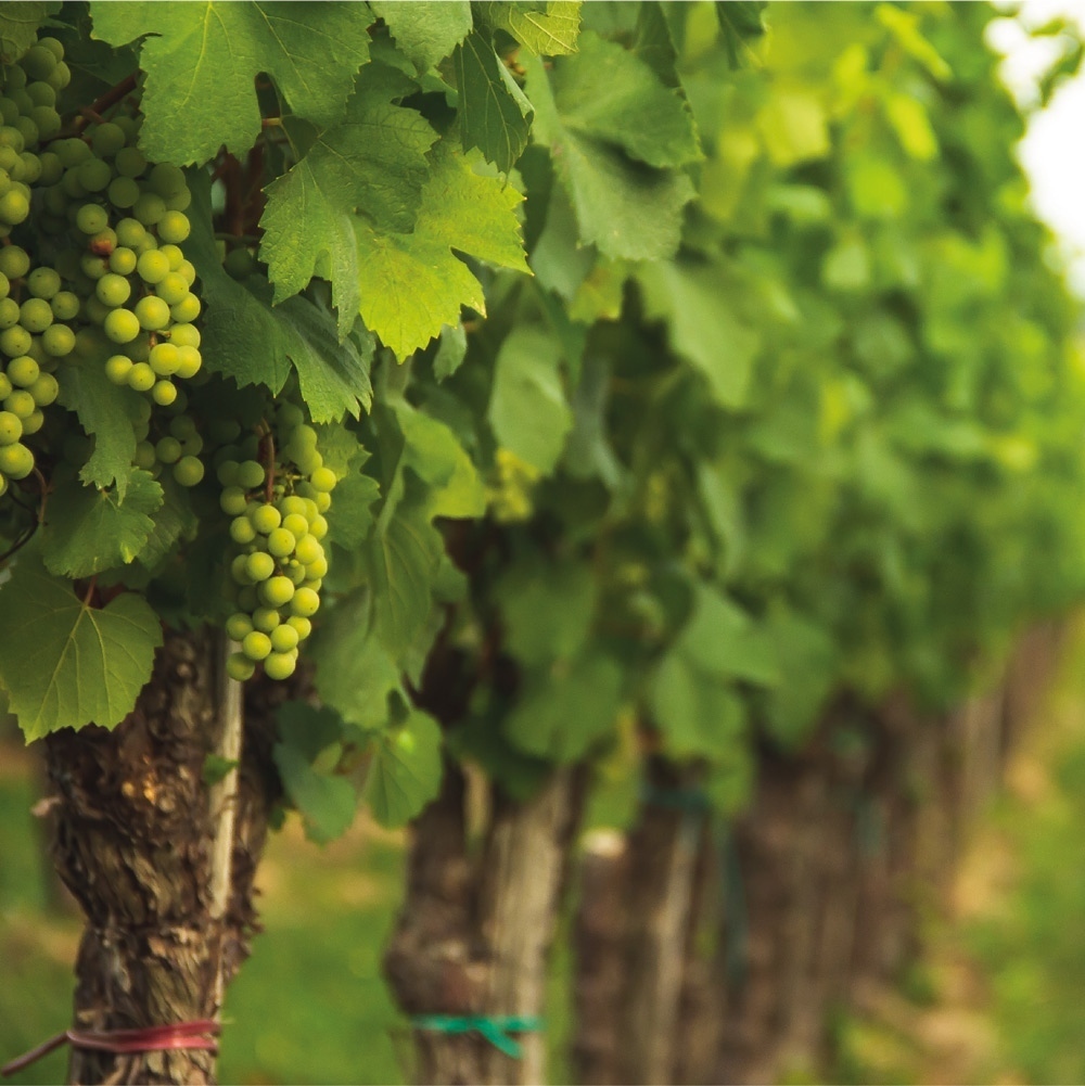 WineTube's tweet photo. It seems magical how wine can be born from this fruit! ⁠
⁠
#grapes #summer #wine #winelover #italianwine #instawine #vino #wein #vinho #vin #winetasting #winery #winetime #winecountry #wineoclock #winestagram #wines #winebar #wineglass #winelife #winenight #winecellar #winer… https://t.co/3eyg1yf6qo