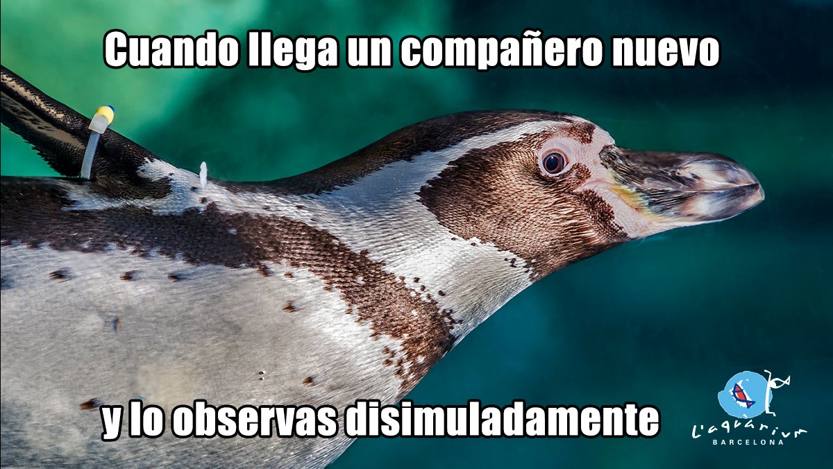 AquariumBcn's tweet photo. Primer día de clase y... ¿Ese quién es? Es el NUEVO. Mira pero que no se note... QUE NO SE NOTE 👀 #laquariumenclase #esteanimalnosrepresenta #disimula #vueltaalcole https://t.co/tu2hhfzIol