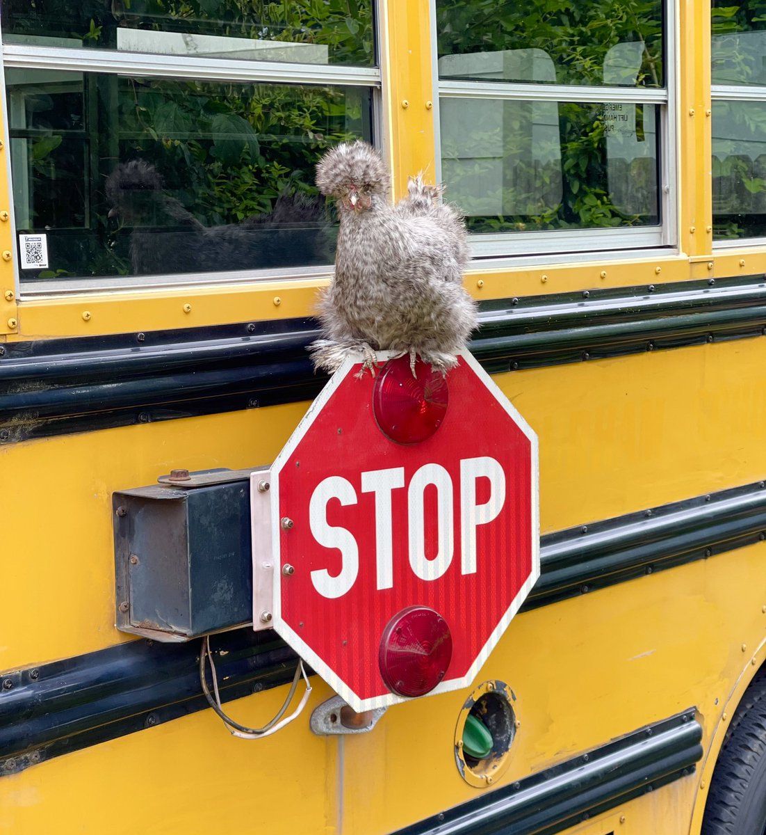 It’s back to school week, don’t forget to drive safely and stop for all school busses! 🚌🛑 #backtoschool #mypetchickenofficial #schoolbus #school #bus #safety #lovie #silkie #backyardchickens #mypetchicken #pet
